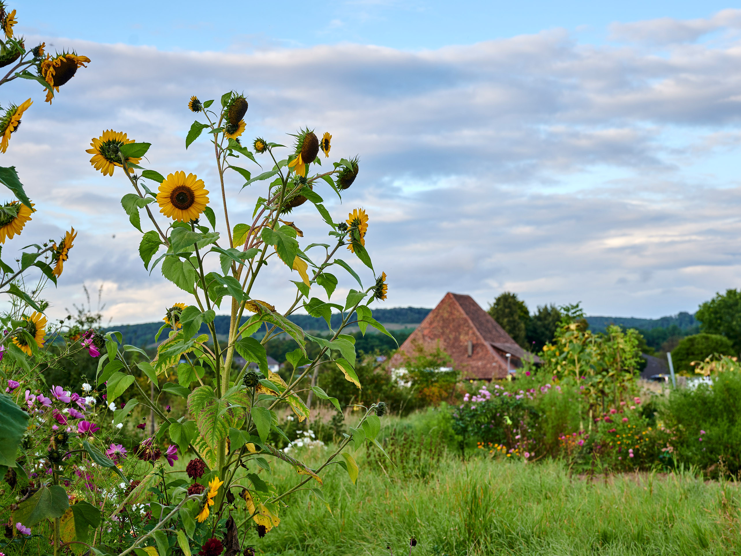 Sonnenblumen im Hintergrund Blick auf die historische Kelter in Zaisersweiher