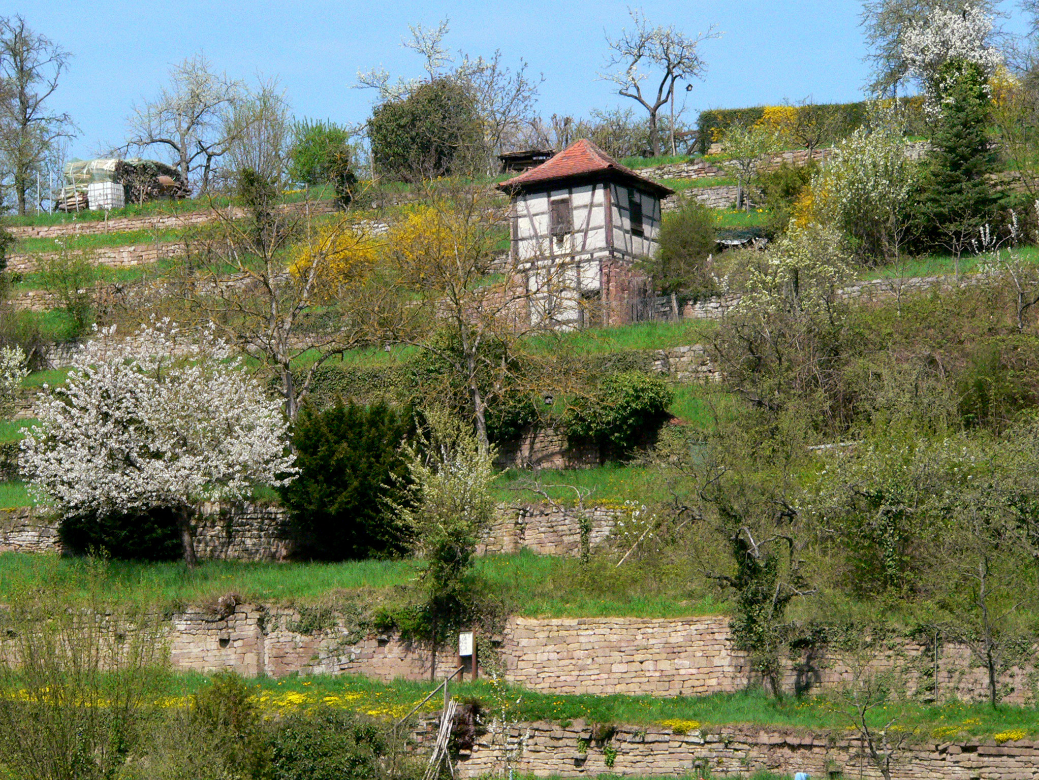 Klosterberg Maulbronn mit Weinlehrpfad, Trockenmauern und Weinberghaus im Frühling